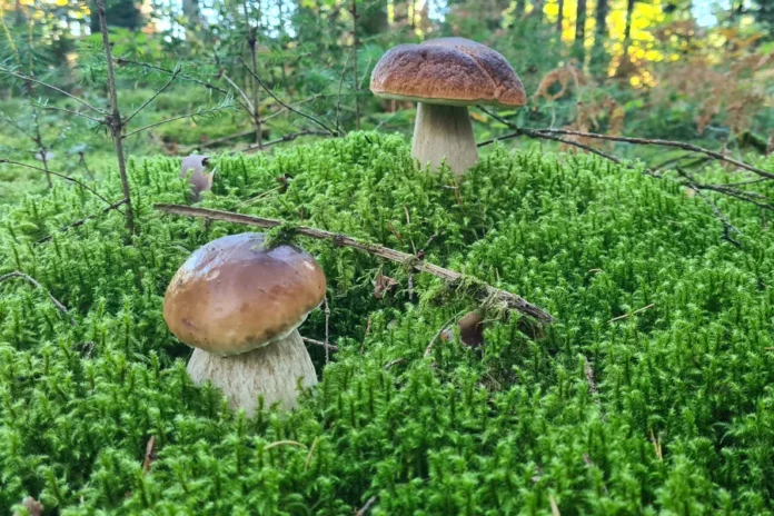 le-charme-de-la-premiere-fois-aux-champignons